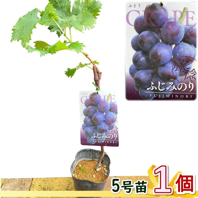 ぶどう苗木 ふじみのり 5号 1鉢 ブドウ 葡萄 苗木 品種 藤稔 誕生日