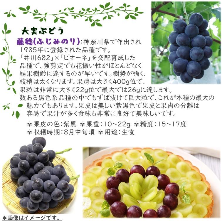 藤みのり 大粒ぶどう苗木 ぶどう 苗木 【藤稔 （ふじみのり）】 1年生 挿し木 ポット苗