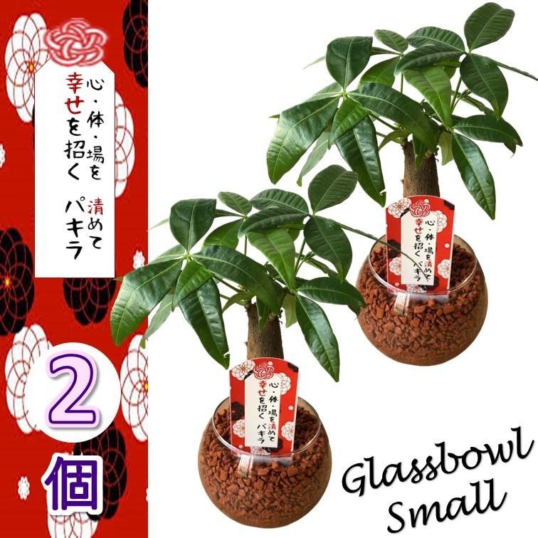 幸せを運ぶ観葉植物 新婚祝い 結婚記念日 誕生日 敬老の日 母の日 ギフト 観葉植物 新作からsaleアイテム等お得な商品満載