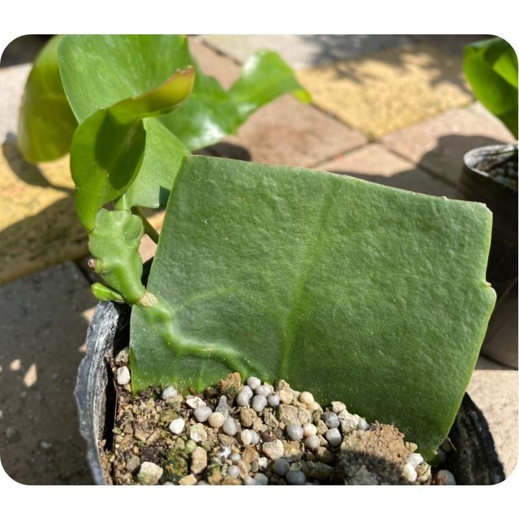 月下美人の苗木 gekkabijin860095_2.jpg