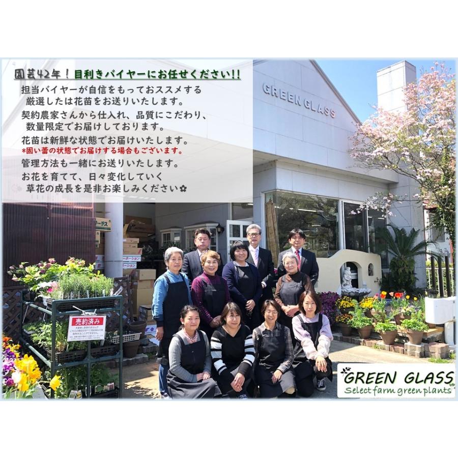 月下美人 3号苗 2個セット 孔雀サボテン beauty under the moon