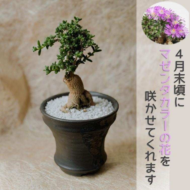 トリコディアデマ 紅姫小松 作家 鉢 横山雄一 鉢付き 1個 塊根 メセン