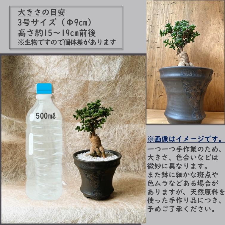 トリコディアデマ 紅姫小松 作家 鉢 横山雄一 鉢付き 1個 塊根 メセン