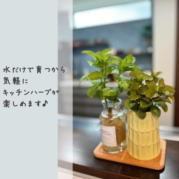 ギフト ミント おまかせ品種 水栽培用 苗 【フラワーベース付き 2個セット】 Mint ミント苗 土を使わない 水耕栽培 園芸 キッチン ハーブ リビング｜greenglass｜05