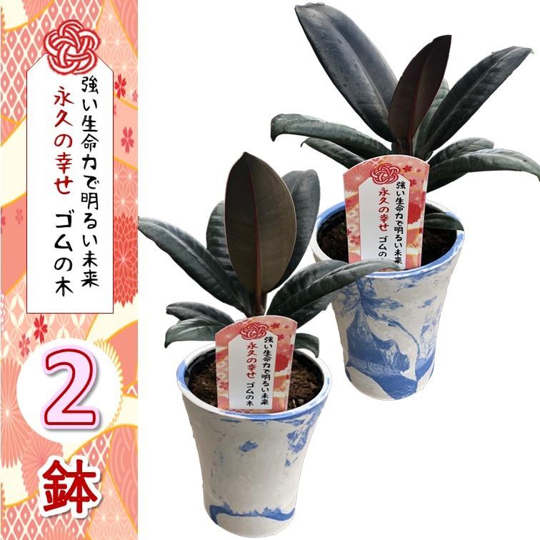 幸せを運ぶ観葉植物 ゴムの木 Whiteマーブル鉢カバー付き 2個セット 新婚祝い 結婚記念日 誕生日 敬老の日 母の日 ギフト 観葉植物 Gomunoki2 Greenglass 通販 Yahoo ショッピング