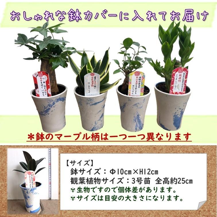 幸せを運ぶ観葉植物【ゴムの木 whiteマーブル鉢カバー付き 2個セット