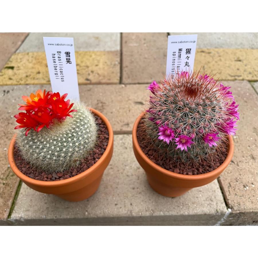 多肉植物 サボテン 花つき ミニサボテン おまかせMIX 2鉢セット ※品種