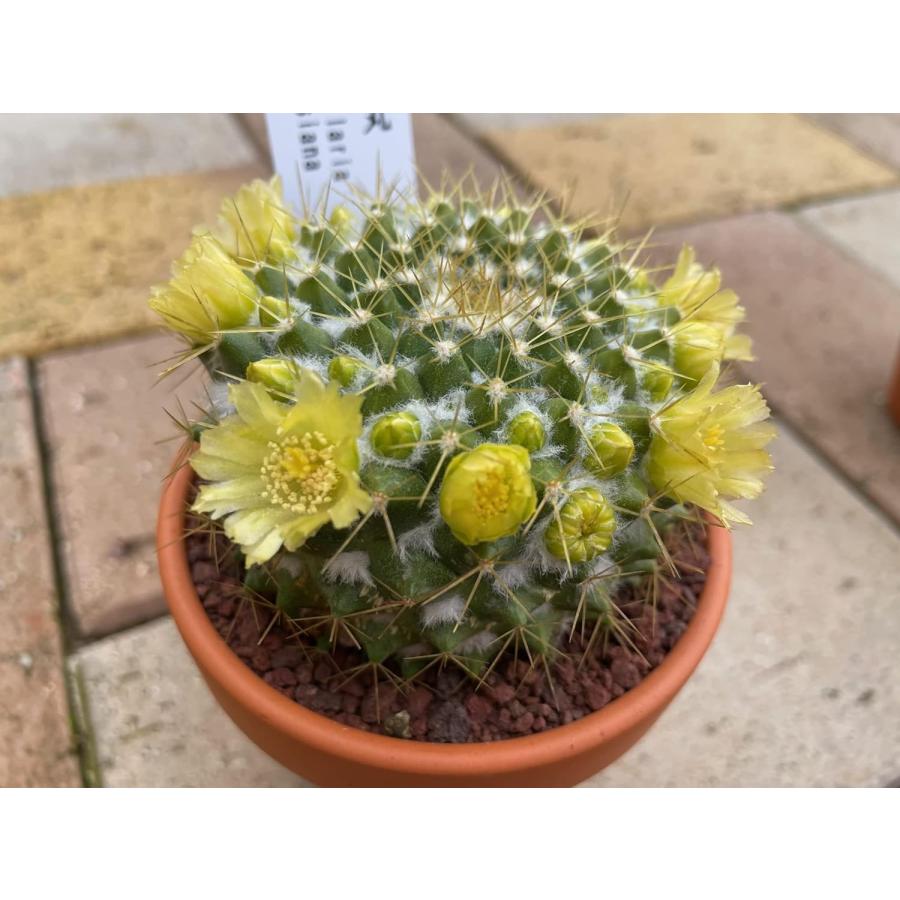 多肉植物 サボテン 花つき ミニサボテン おまかせMIX 2鉢セット ※品種