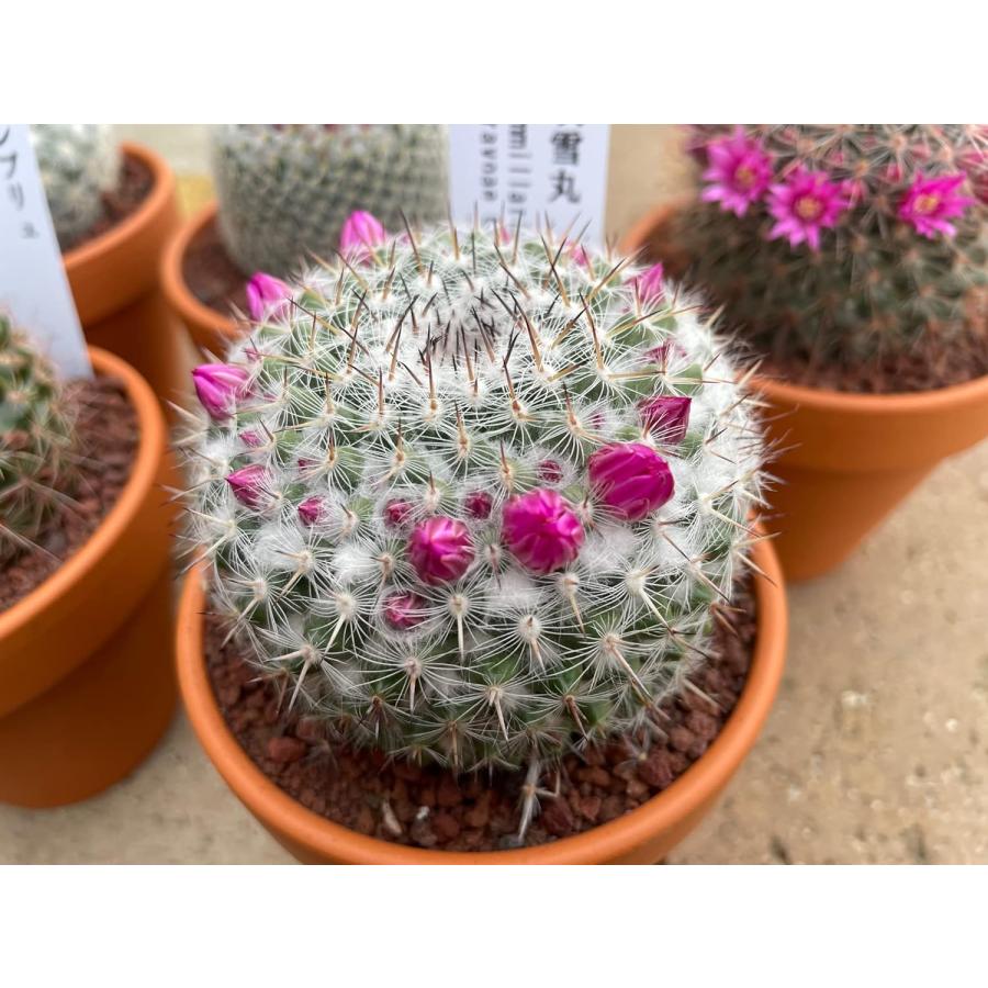 多肉植物 サボテン 花つき ミニサボテン おまかせMIX 2鉢セット ※品種