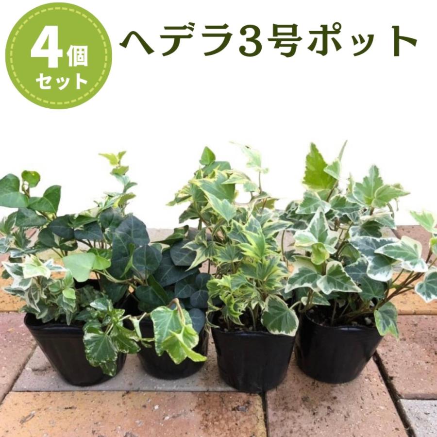 観葉植物 ヘデラ アイビー おまかせ MIX 4個セット「3号ポット（Φ9cm 