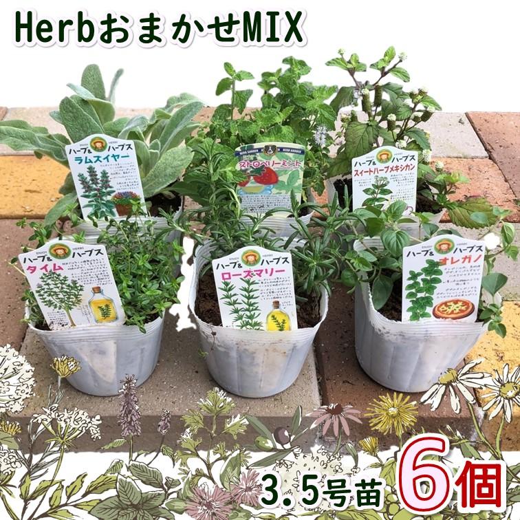 ♡ハーブの寄せ植え♡ 植物苗 ミント ハーブ ② ハーブ ミント 苗 3種（セット プラ製プランター かわいい 寄せ植え