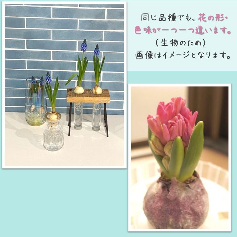 ヒヤシンス ムスカリ 芽出し 球根 5球 水栽培 アイス球根 水耕栽培