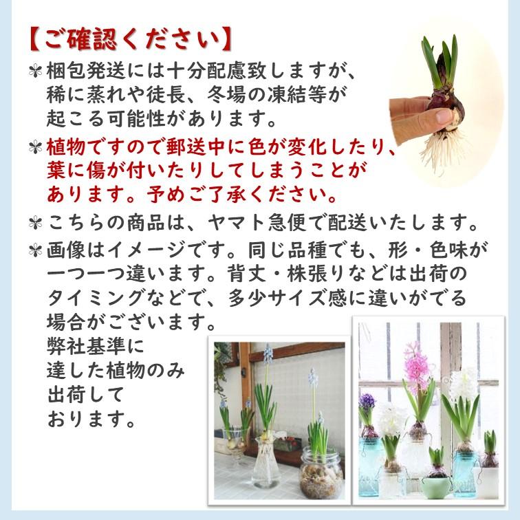 ヒヤシンス ムスカリ 芽出し 球根 5球 水栽培 アイス球根 水耕栽培