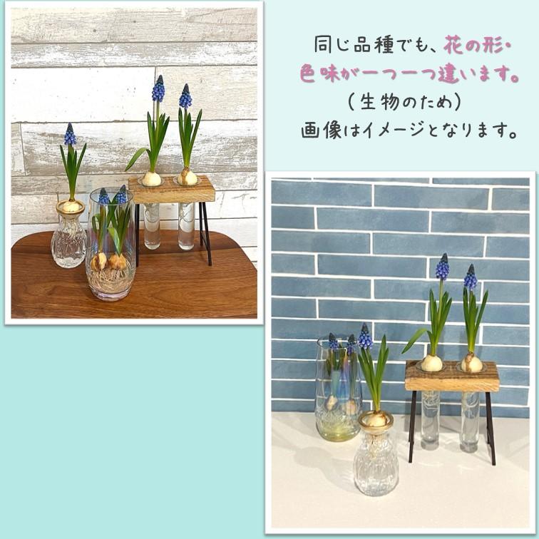 ムスカリ 芽出し 球根 3球 水栽培 アイス球根 水耕栽培 誕生日 冬に