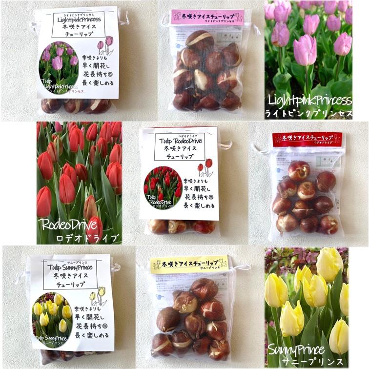 希少 冷蔵 アイスムスカリ『ピンク・サンライズ』2球 水耕栽培 地植え