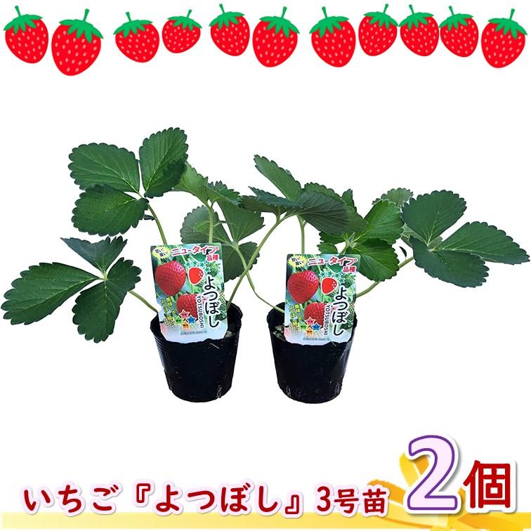 いちご苗【いちご「よつぼし」3号ポット2個】四季成り性の新品種