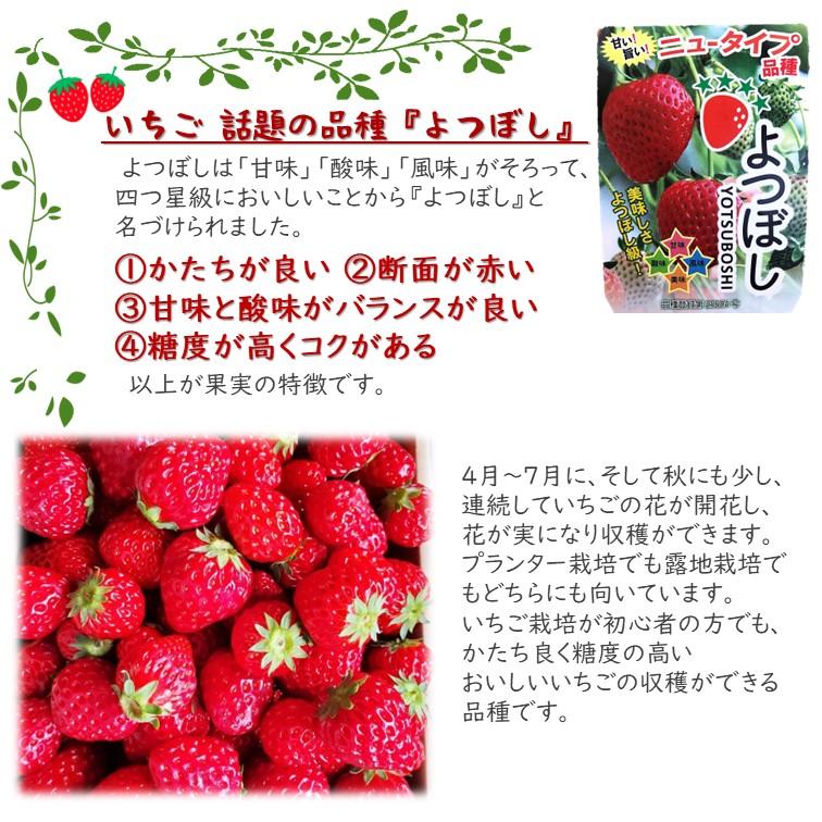 野菜の苗 イチゴ