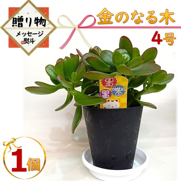 金のなる木（花月）鉢入り 金のなる木 4号 鉢皿つき 1個 花月 jade plant 家内安全 商売上々