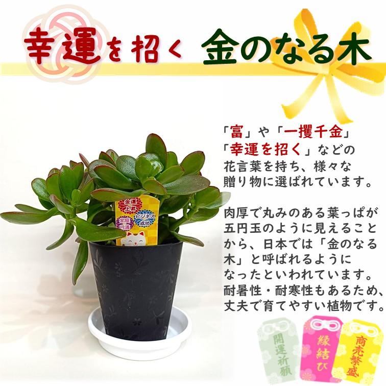 金のなる木 4号 鉢皿つき 1個 花月 jade plant 家内安全 商売上々