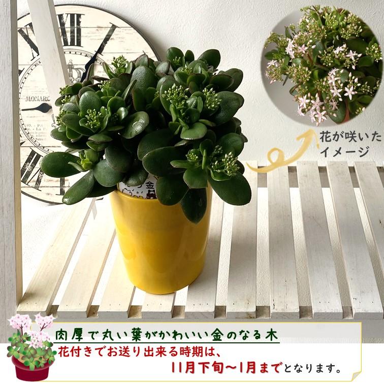 金のなる木 4号 鉢皿つき 1個 花月 jade plant 家内安全 商売上々