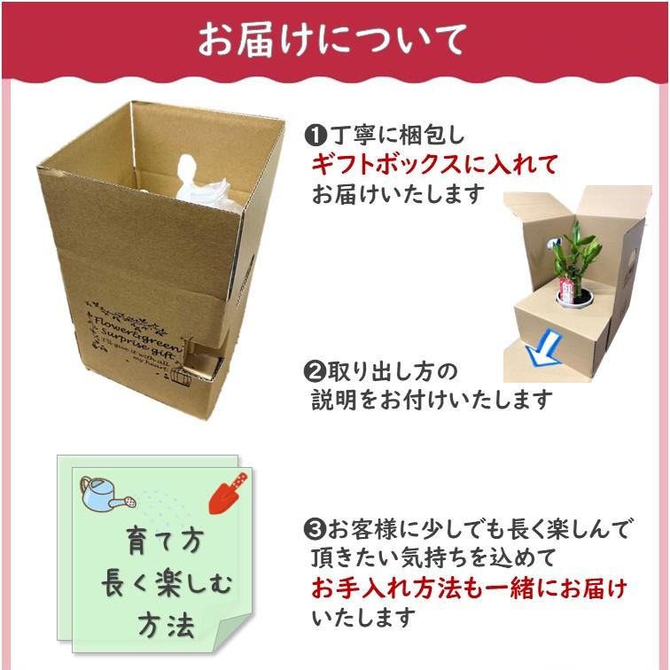 金のなる木 4号 鉢皿つき 1個 花月 jade plant 家内安全 商売上々
