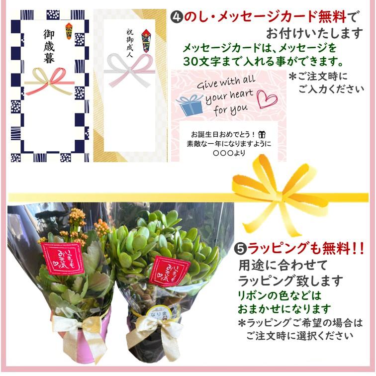 金のなる木 4号 鉢皿つき 1個 花月 jade plant 家内安全 商売上々