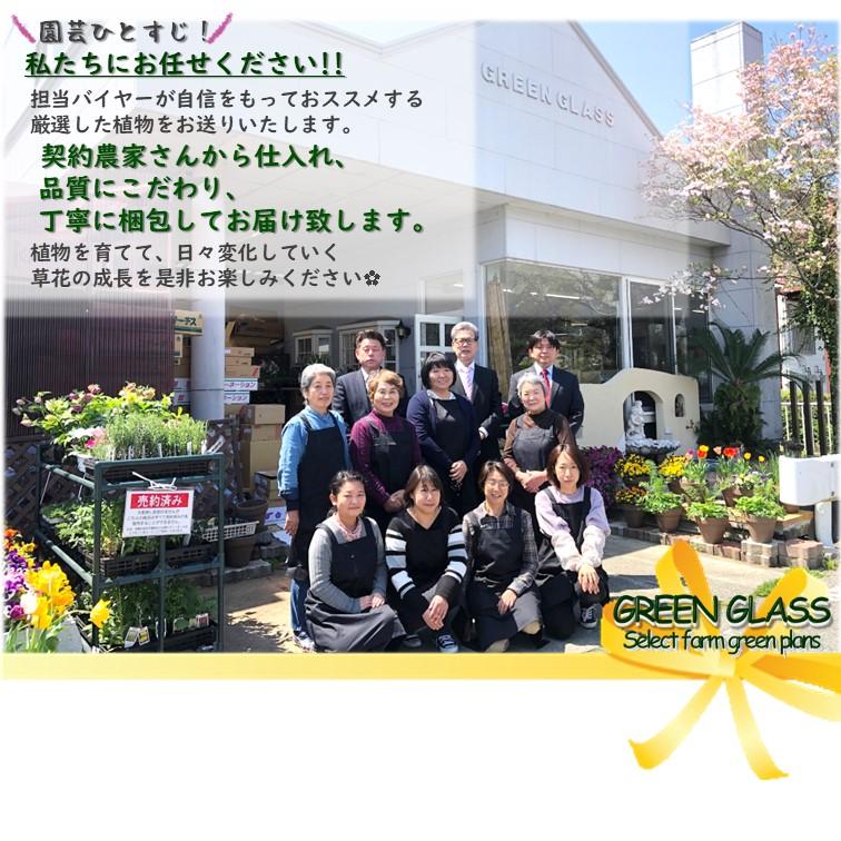 金のなる木 4号 鉢皿つき 1個 花月 jade plant 家内安全 商売上々