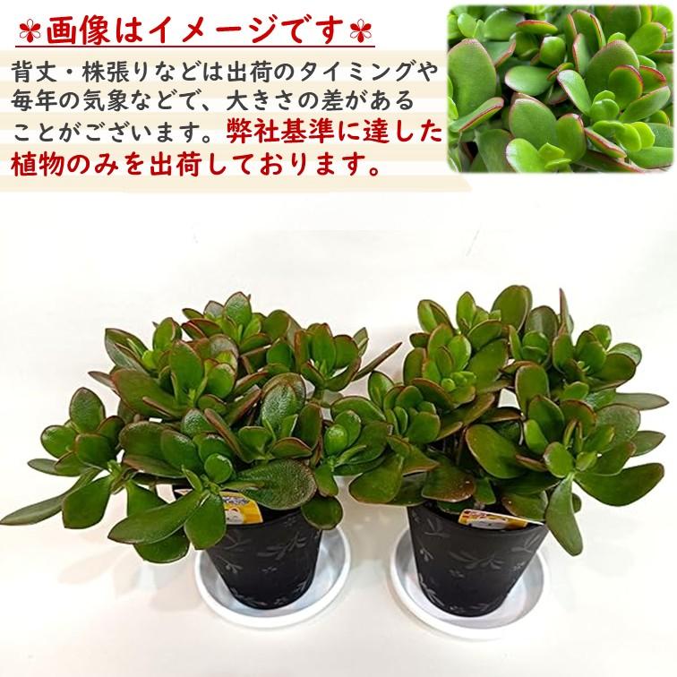 金のなる木 4号 鉢皿つき 2個 花月 jade plant 家内安全 商売上々