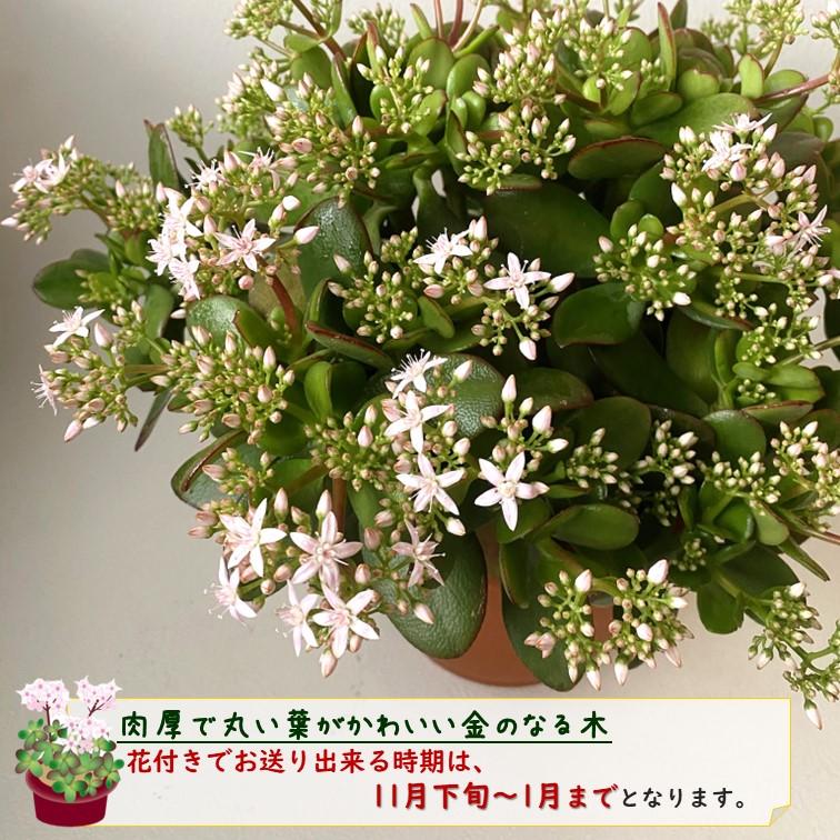 金のなる木 7号鉢 1個 花月 jade plant 多肉植物 お歳暮 のし 金のなる木 7号鉢 1個 花月 jade plant 多肉植物 お歳暮 のし