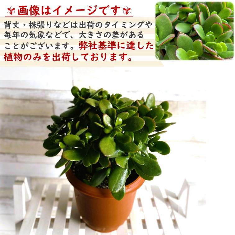 金のなる木 7号鉢 1個 花月 jade plant 多肉植物 お歳暮 のし 金のなる木 7号鉢 1個 花月 jade plant 多肉植物 お歳暮 のし