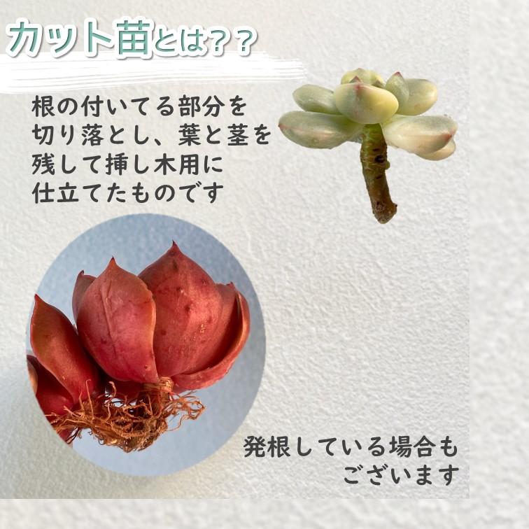 多肉植物 韓国苗 カット苗 ダークレッド系 or ホワイト系 3品種セット