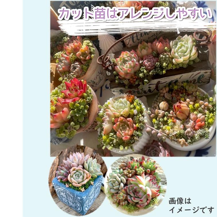 多肉植物 韓国苗 カット苗 ダークレッド系 or ホワイト系 3品種セット