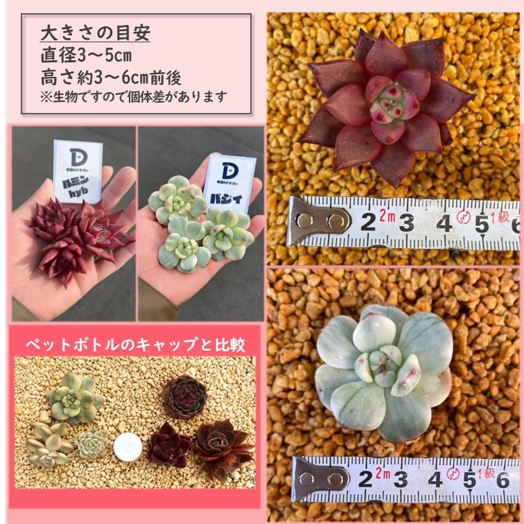 多肉植物 韓国苗 カット苗 ダークレッド系 or ホワイト系 3品種セット