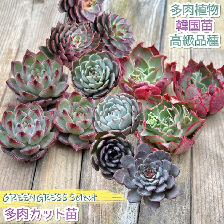 多肉植物 エケベリア 韓国苗 エアーマジック カット苗 1個 多肉植物 エケベリア 韓国苗 エアーマジック カット苗 1個