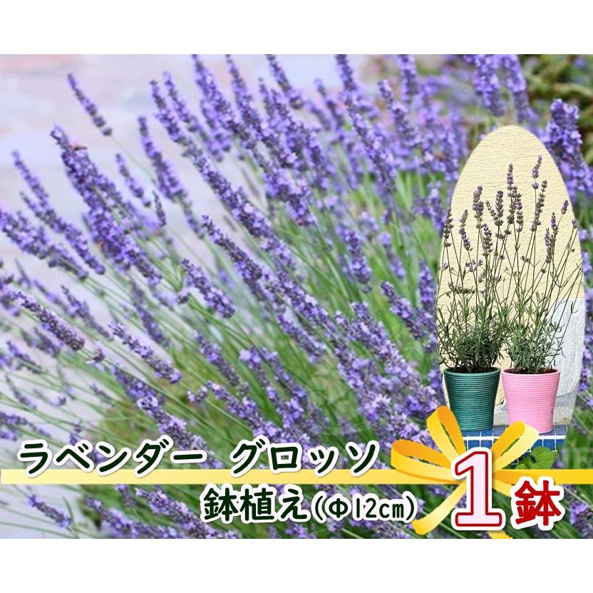 ラベンダーグロッソ Acallypha様 ラベンダーグロッソ Acallypha様 楽天