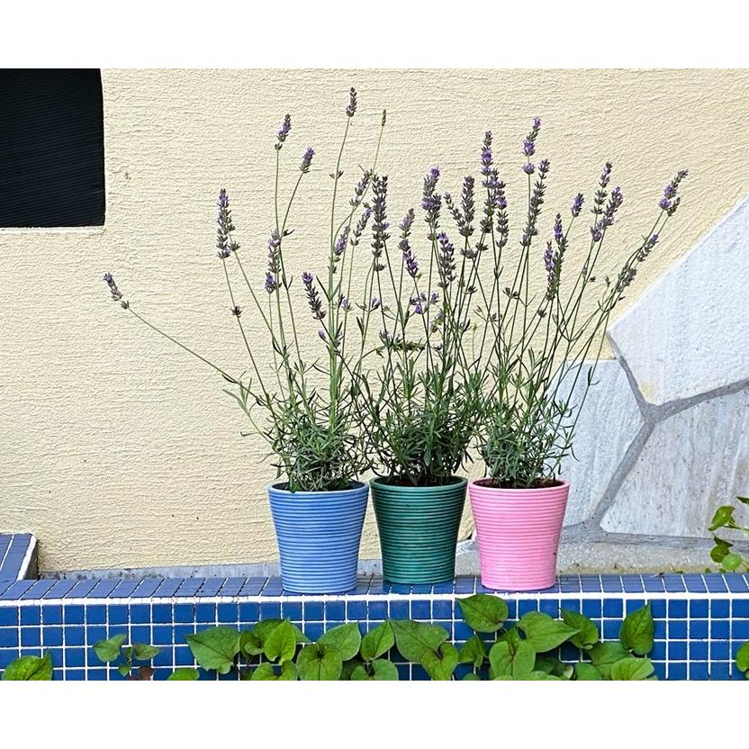 ラベンダー グロッソ 鉢植え エコ カラー鉢 1鉢 ラバンジン系 苗