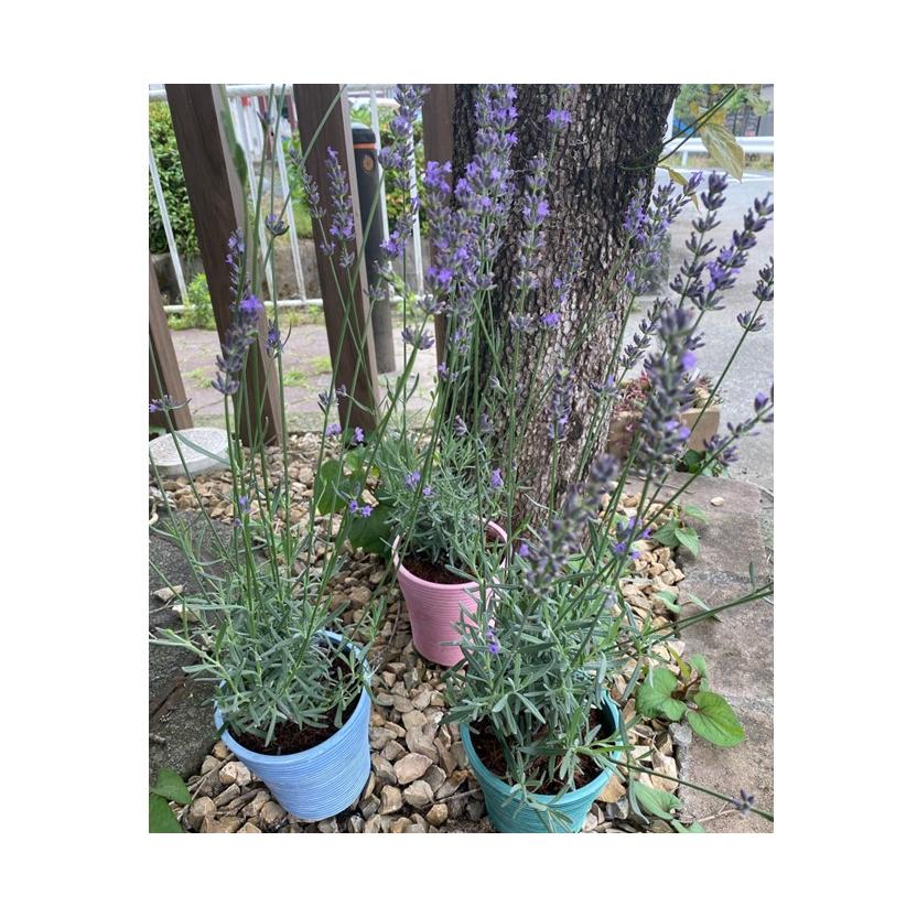 ラベンダー グロッソ 鉢植え エコ カラー鉢 1鉢 ラバンジン系 苗