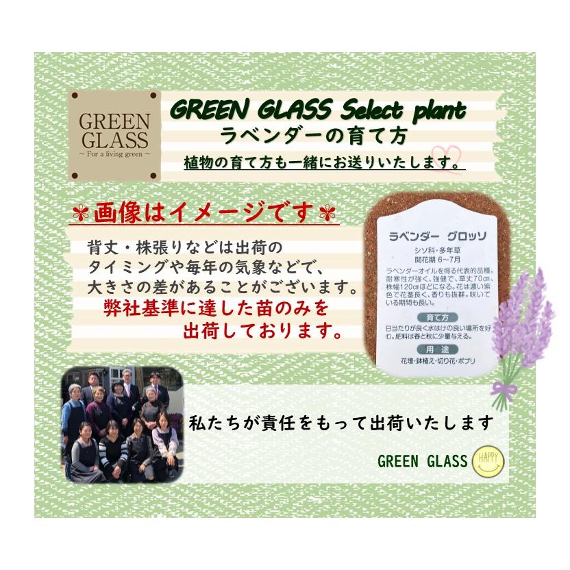ラベンダー グロッソ 鉢植え エコ カラー鉢 1鉢 ラバンジン系 苗