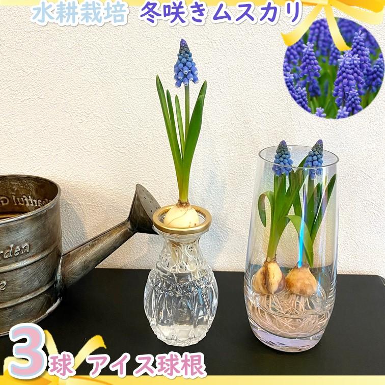 ムスカリ 芽出し 球根 3球 水栽培 アイス球根 水耕栽培 誕生日 冬に