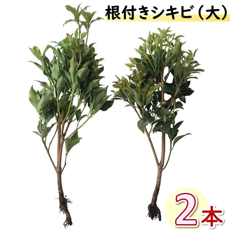 しきび シキミ 国産 香花 生花 根つき シキビ（大）2本セット しきみ 全高約50〜58cm前後（およその大きさになります ...