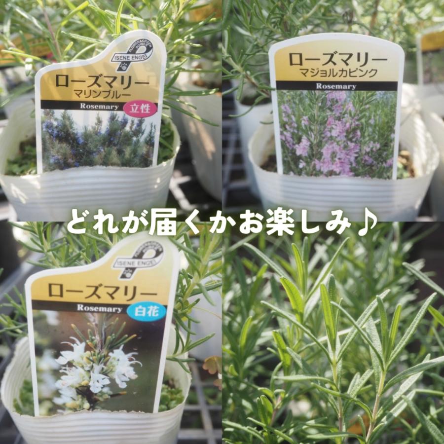 爽やかな香り ローズマリー苗 品種おまかせ 4個セット 3.5号ポット 抗