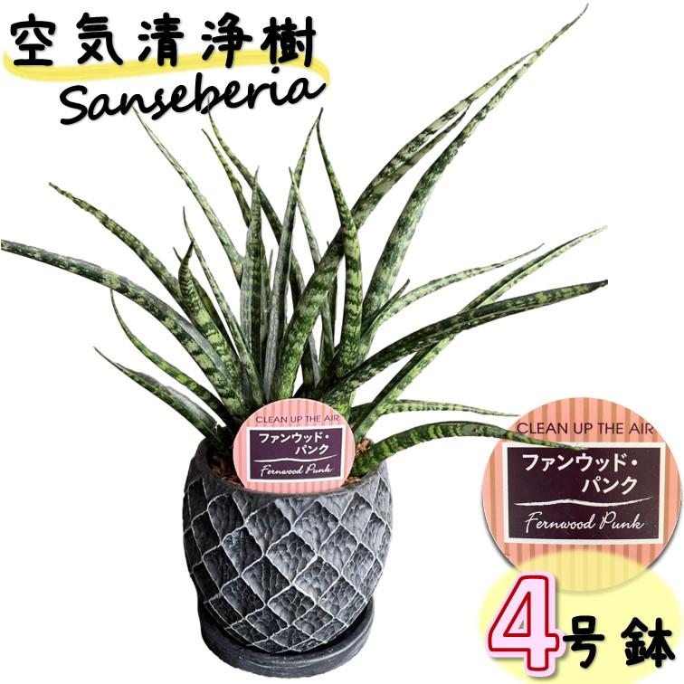 観葉植物 サンスベリア ファンウッドパンク 4号 鉢皿付き 1個 おしゃれ