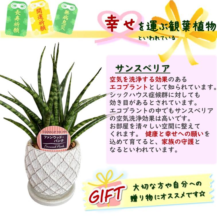 サンスベリア サンセベリア 希少品種 ファンウッド パンク 4号 鉢皿付き 1個 虎の尾 ビジネス マイナスイオン 観葉植物 空気清浄樹 Sans Pank Greenglass 通販 Yahoo ショッピング