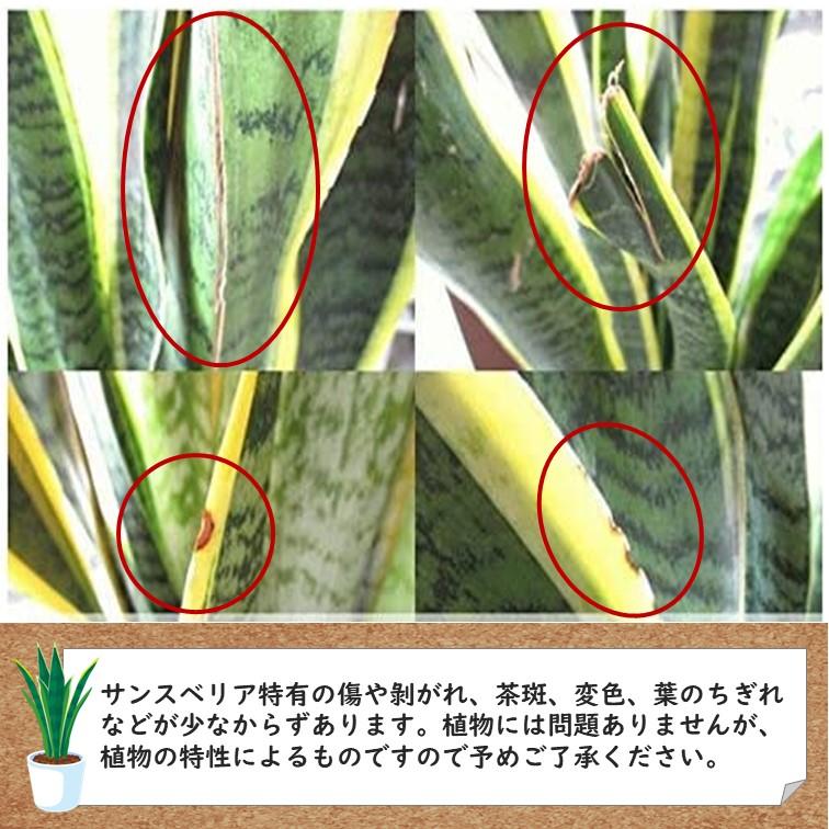 観葉植物 サンスベリア ファンウッドパンク 4号 鉢皿付き 1個 おしゃれ