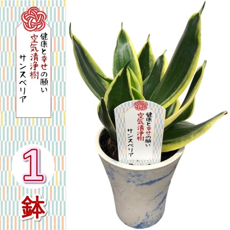 幸せを運ぶ観葉植物【サンスベリア whiteマーブル鉢カバー付き 1個セット】サンセベリア 新婚祝い 結婚記念日 誕生日 敬老の日 母の日