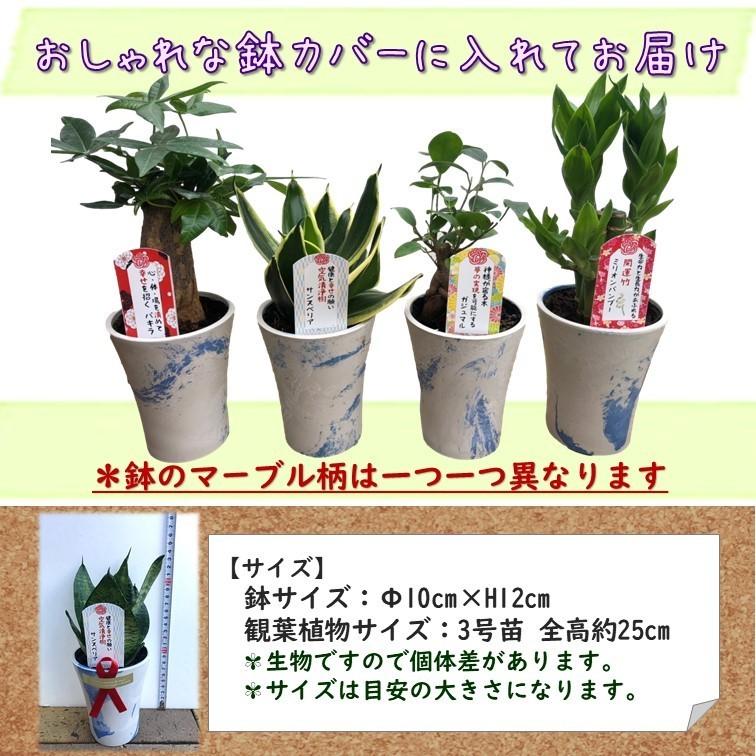 ブランドのギフト 幸せを運ぶ観葉植物 サンスベリア Whiteマーブル鉢カバー付き 1個セット サンセベリア 新婚祝い 結婚記念日 誕生日 敬老の日 母の日 ギフト 観葉植物 Whitesforracialequity Org