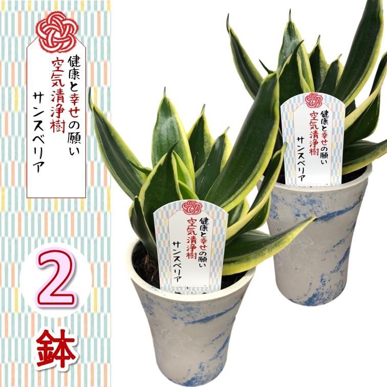 観葉植物 サンスベリア whiteマーブル鉢カバー付き 2個セット