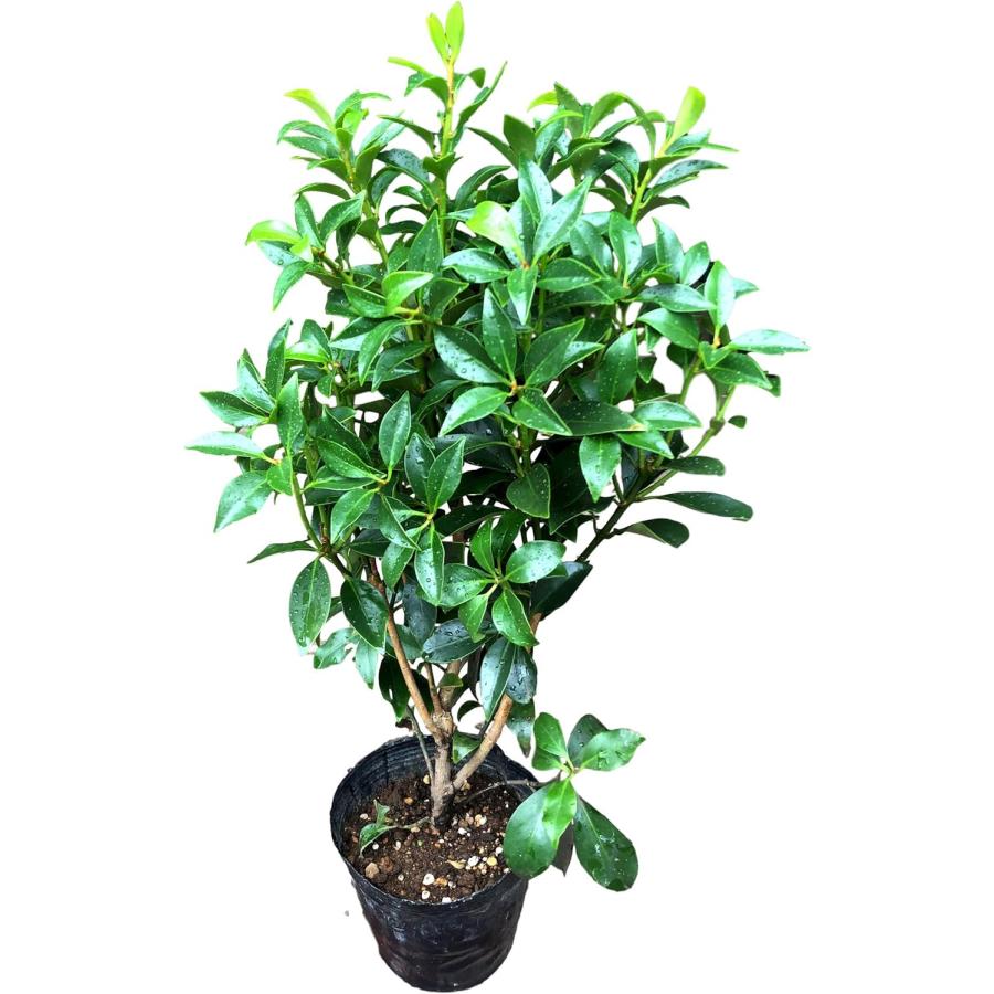 植木】しきみ 1本 しきび 国産 樹高約50cm 仏壇 お墓参り 墓前 お彼岸 