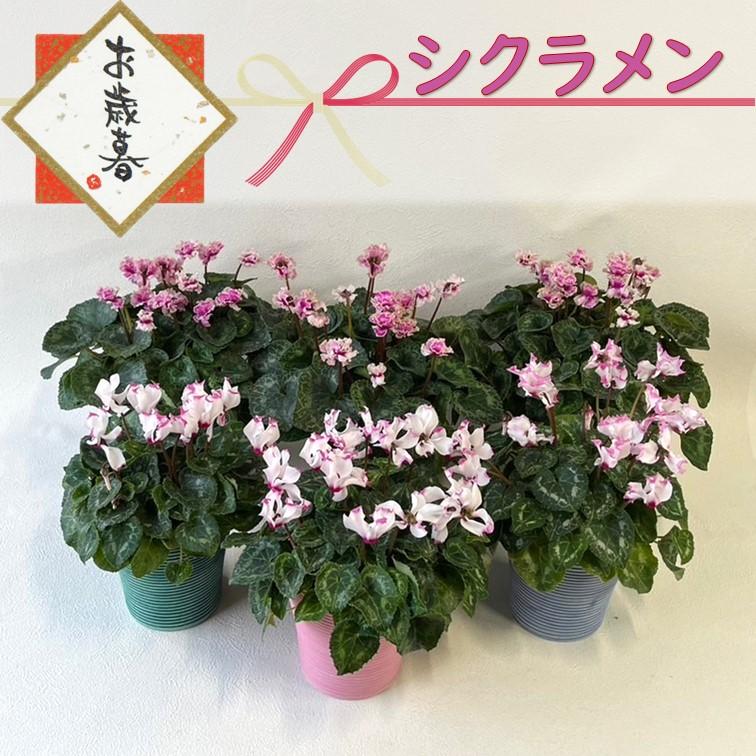 お歳暮 香り シクラメン フェアリーラブ 4号 鉢花 鉢カバー付き ギフト