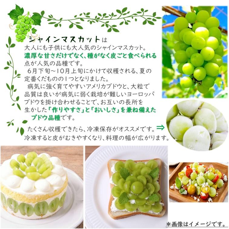 シャインマスカット 苗木 5号（Φ15cm）1鉢 皮ごと食べられる 果実